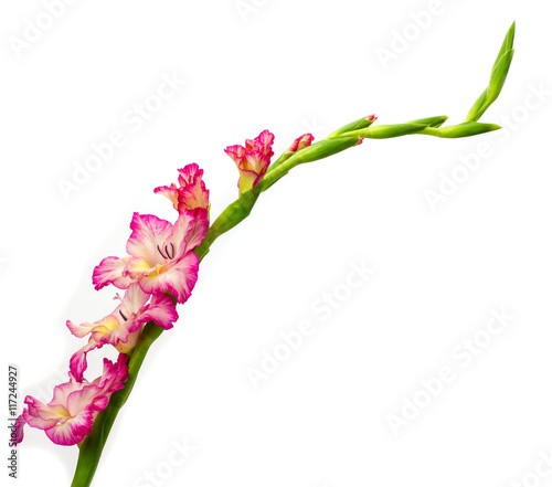 Canvastavla Beautiful pink gladiolus