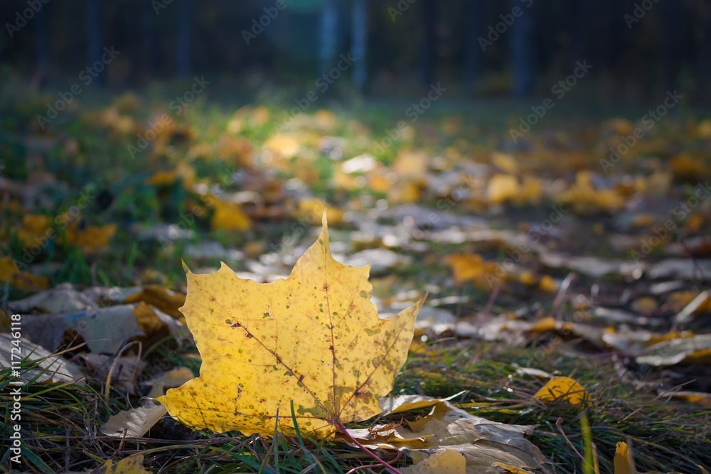 Autumn maple leaves Autumn maple leaves