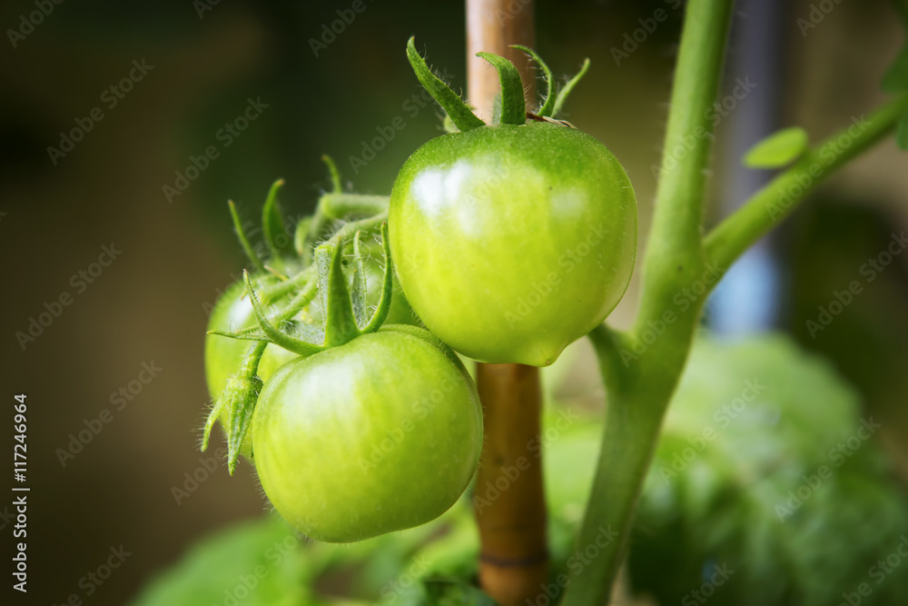 Green tomatoes on a branch in a garden in the summer Green tomatoes on a branch in a garden in the summer