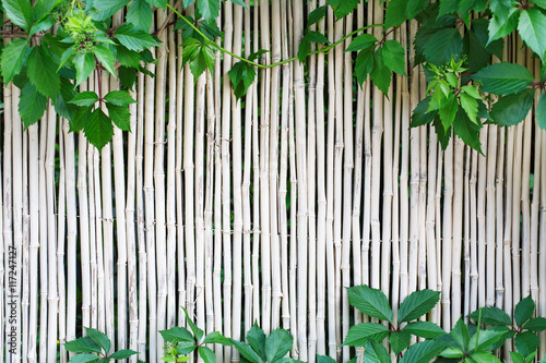 White bamboo fence texture background with green grape leaves