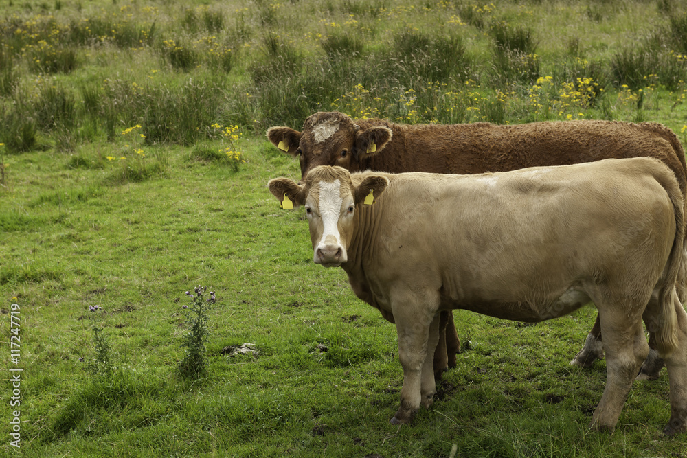 Two cows in a field