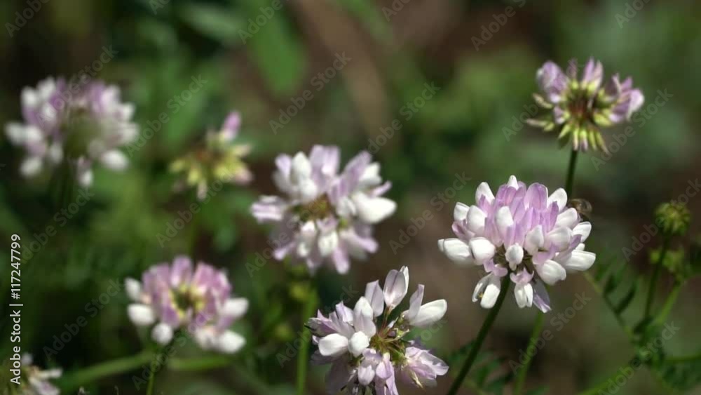 Slow motion, high speed camera. Bee flying over the flower and collects nectar Slow motion, high speed camera. Bee flying over the flower and collects nectar