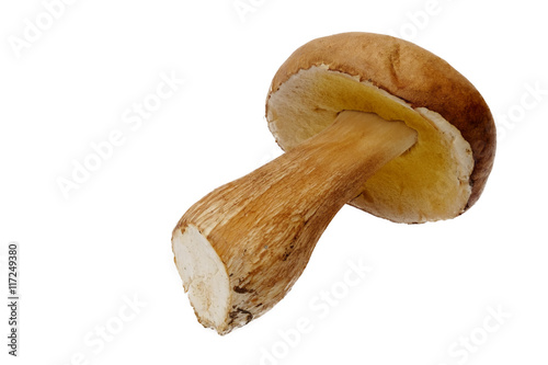 Porcini mushrooms Boletus edulis or penny bun isolated on white