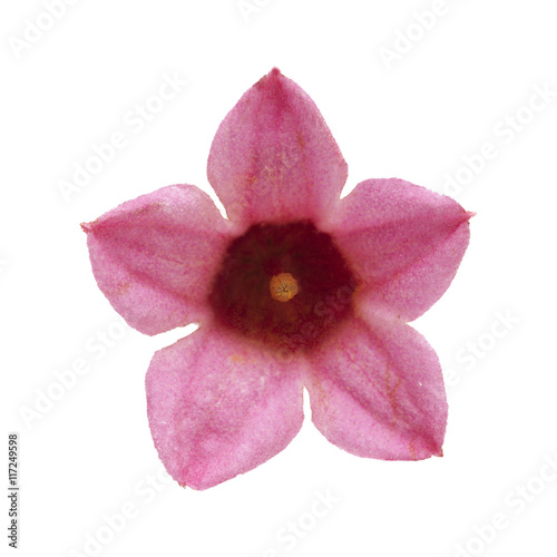  Brachychiton bidwillii, dwarf kurrajong photo