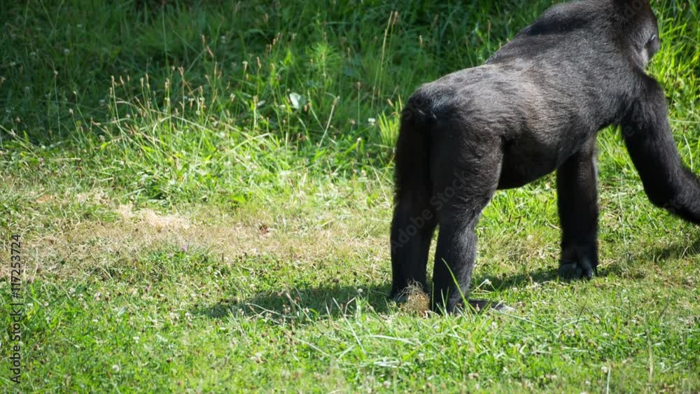 fascinating gorilla monkey family outdoors fascinating gorilla monkey family outdoors