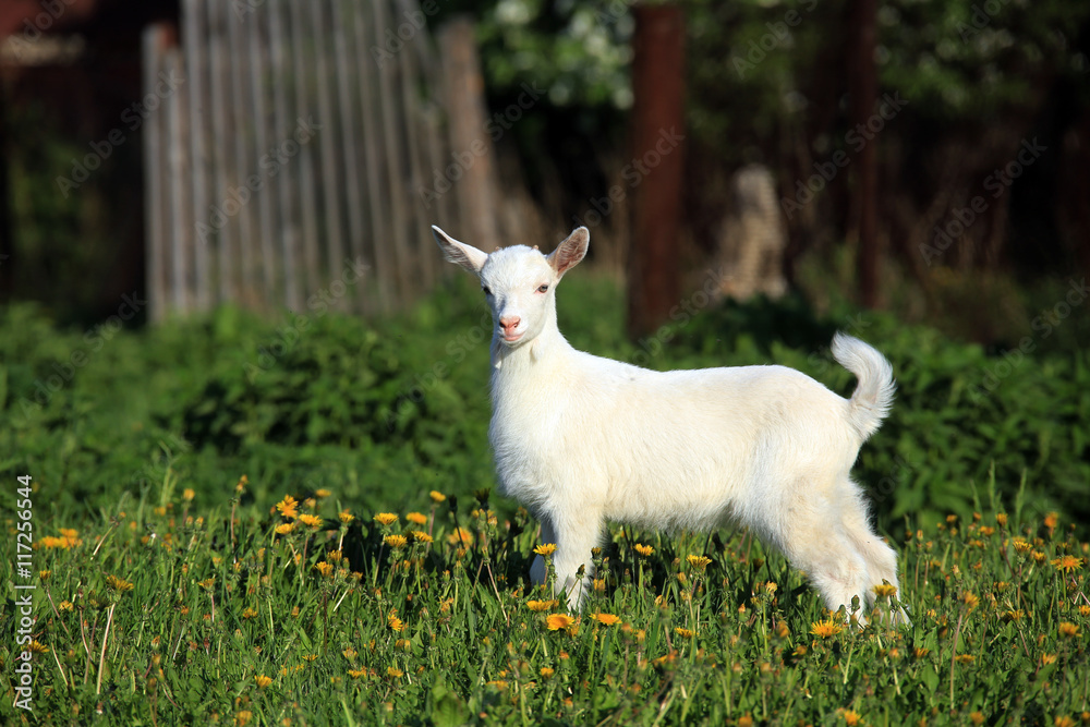 goatling on a meadow goatling on a meadow