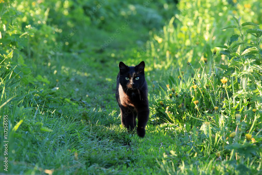 black cat in the garden black cat in the garden