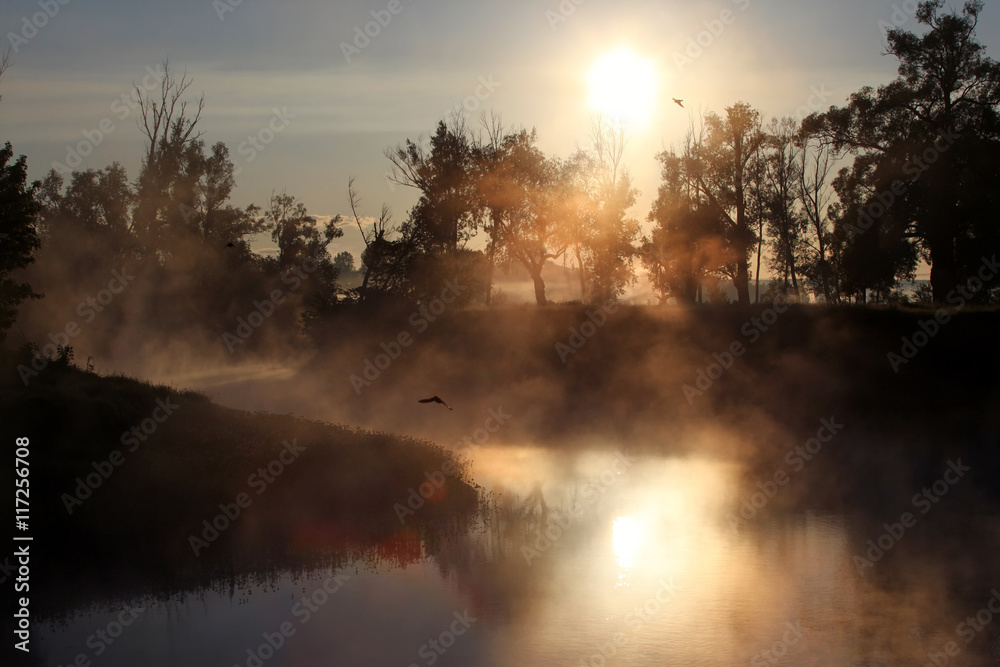 Fototapeta premium delightful dawn in oak