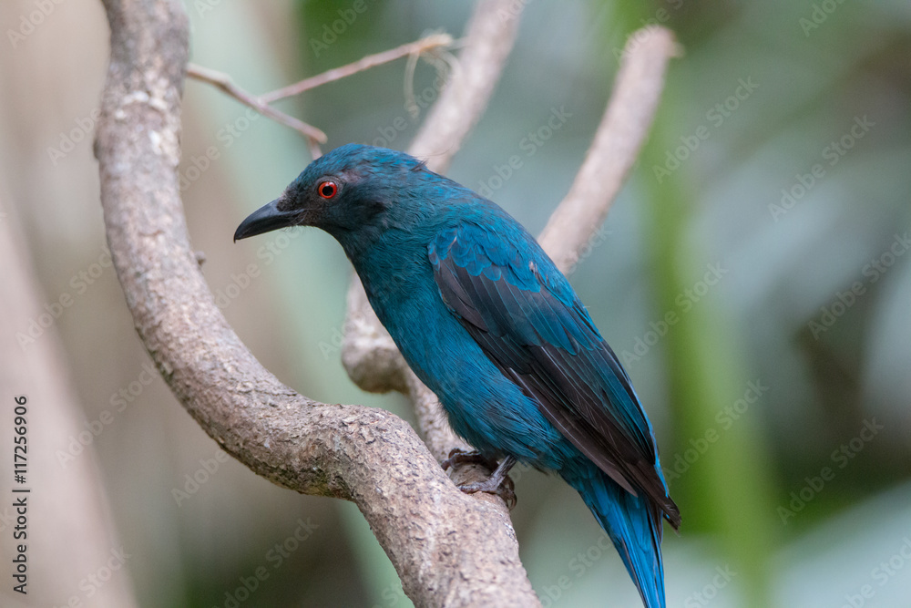 Asian fairy-bluebird