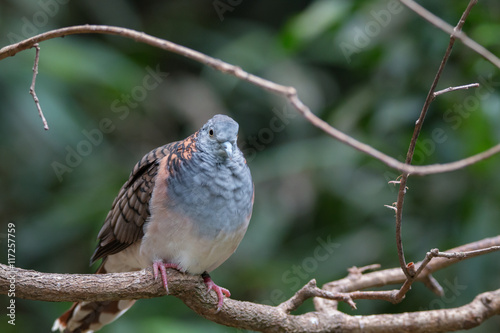 Bar-shouldered dove