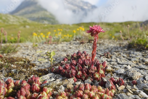 Sempervivum tectorum or sempervivum alpinum - houseleek