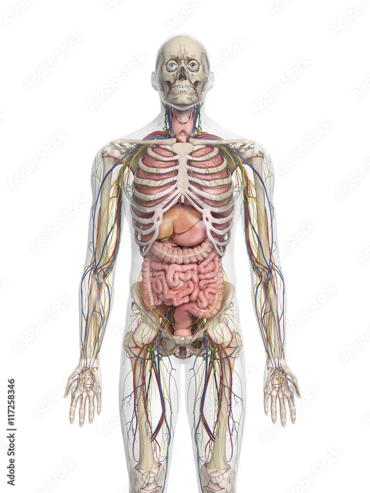 Fototapeta premium 3d rendered medically accurate illustration of the human organs