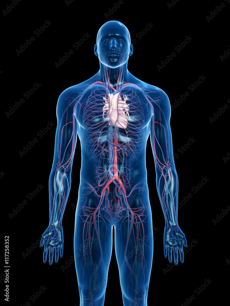 3d rendered medically accurate illustration of the vascular system 3d rendered medically accurate illustration of the vascular system