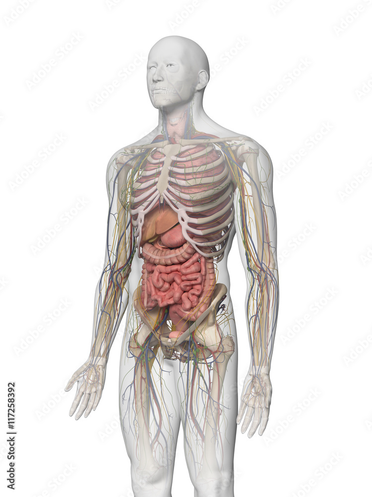 3d rendered medically accurate illustration of the human organs 3d rendered medically accurate illustration of the human organs
