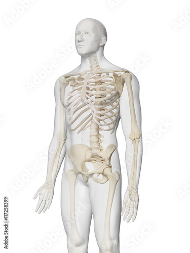 3d rendered medically accurate illustration of the skeleton