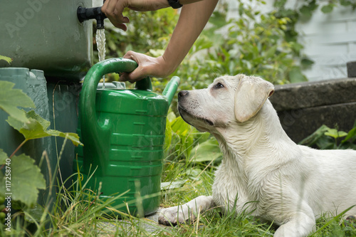 Junger Labrador Welpe wartet geduldig bis er sein Wasser bekommt