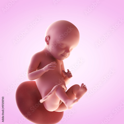 3d rendered medically accurate illustration of a fetus in week 28 photo