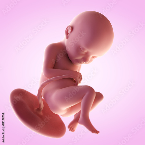 3d rendered medically accurate illustration of a fetus in week 32