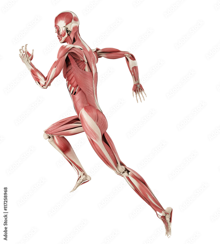 3d rendered medically accurate illustration of a runners muscles 3d rendered medically accurate illustration of a runners muscles