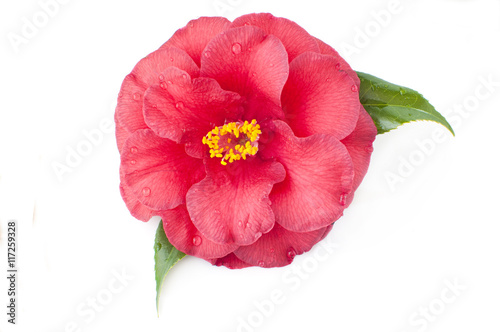 flower of camellia on a white background