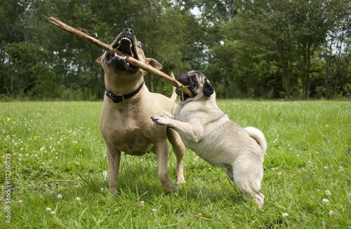 Blije honden, Amerikaanse stafford en mopshond,  spelen samen buiten met een stok photo