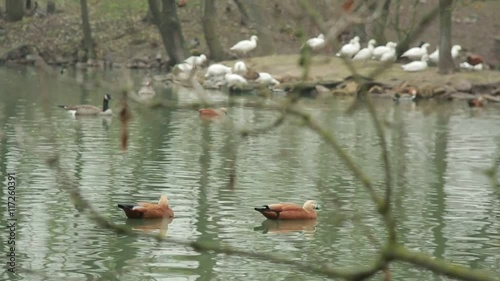 Duck Floating on Water on Background of Swans on Shore View Through Branches Without Leaves photo