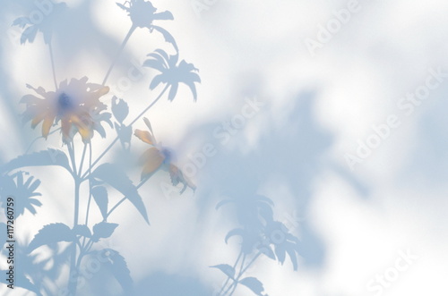 Artistic shadow play of flowers against a dreamy,  cloudy backdrop