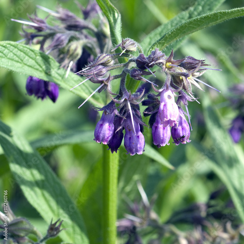 Beinwell; Symphytum; officinale