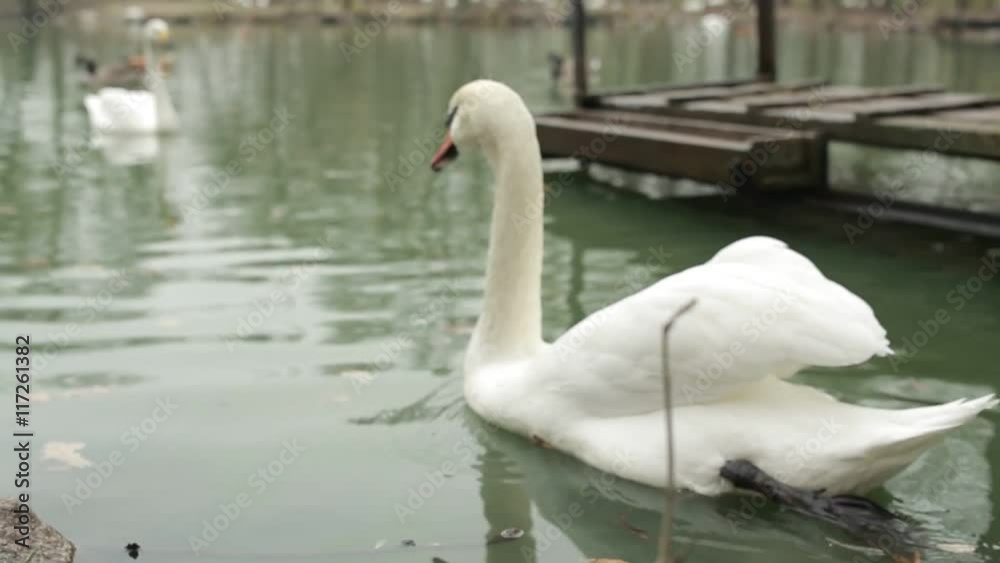 Swan at Shore Turns and Float Away in a Pond Filled With Water Birds Swan at Shore Turns and Float Away in a Pond Filled With Water Birds
