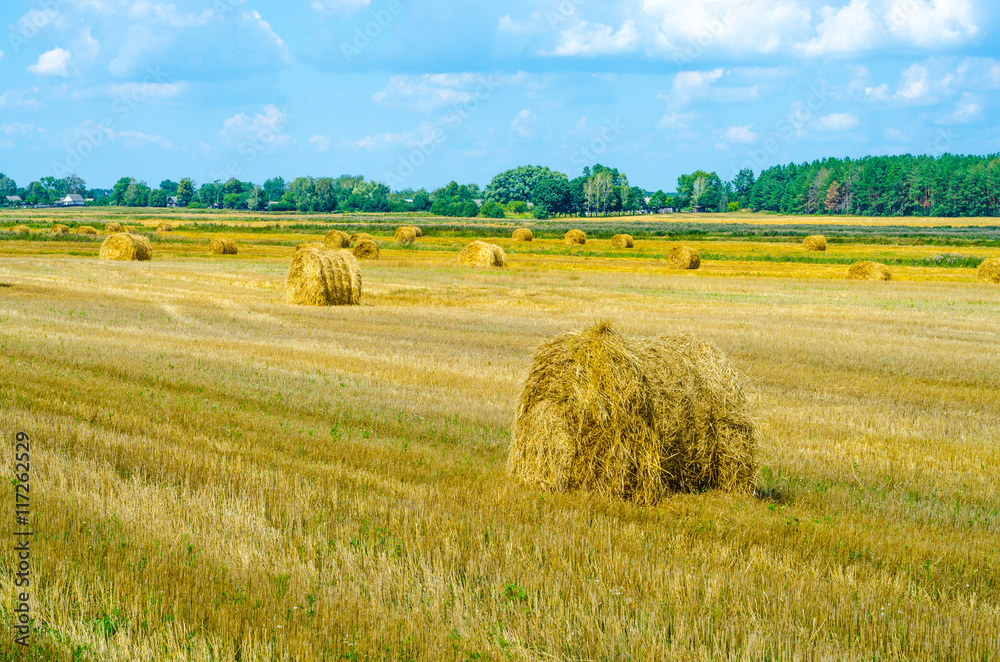 Fototapeta premium haystacks on the field