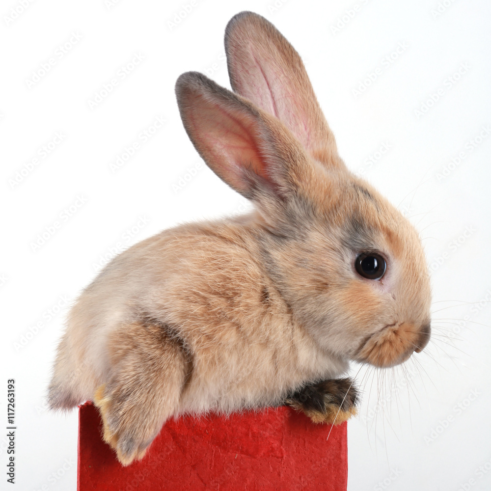 Obraz premium bunny rabbit