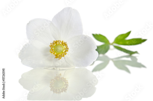 White flower anemone isolated on white background