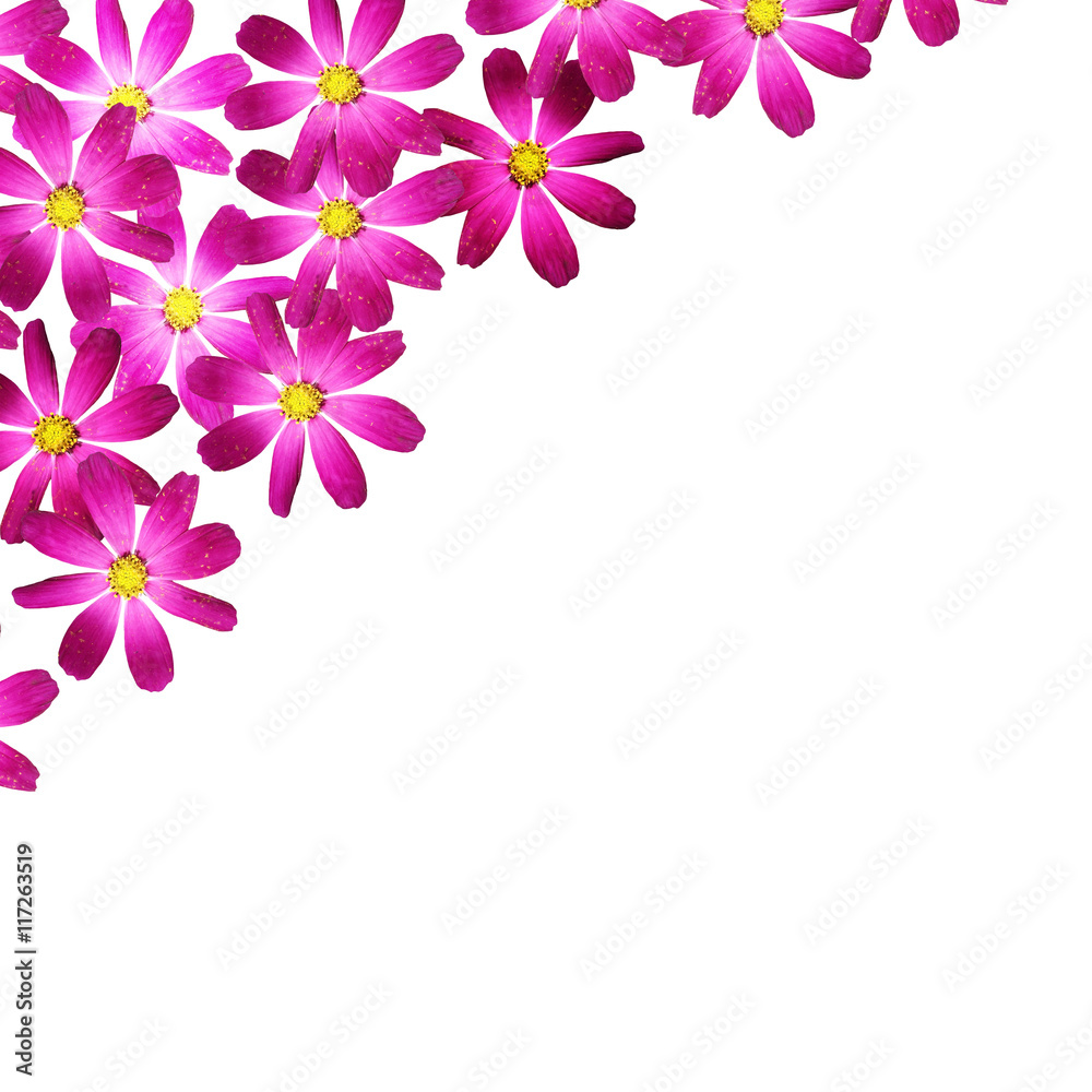 Beautiful floral background isolated purple kosmeya 