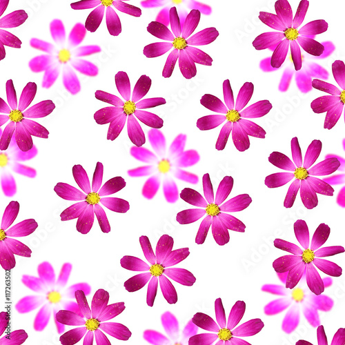 Beautiful floral background isolated purple kosmeya 