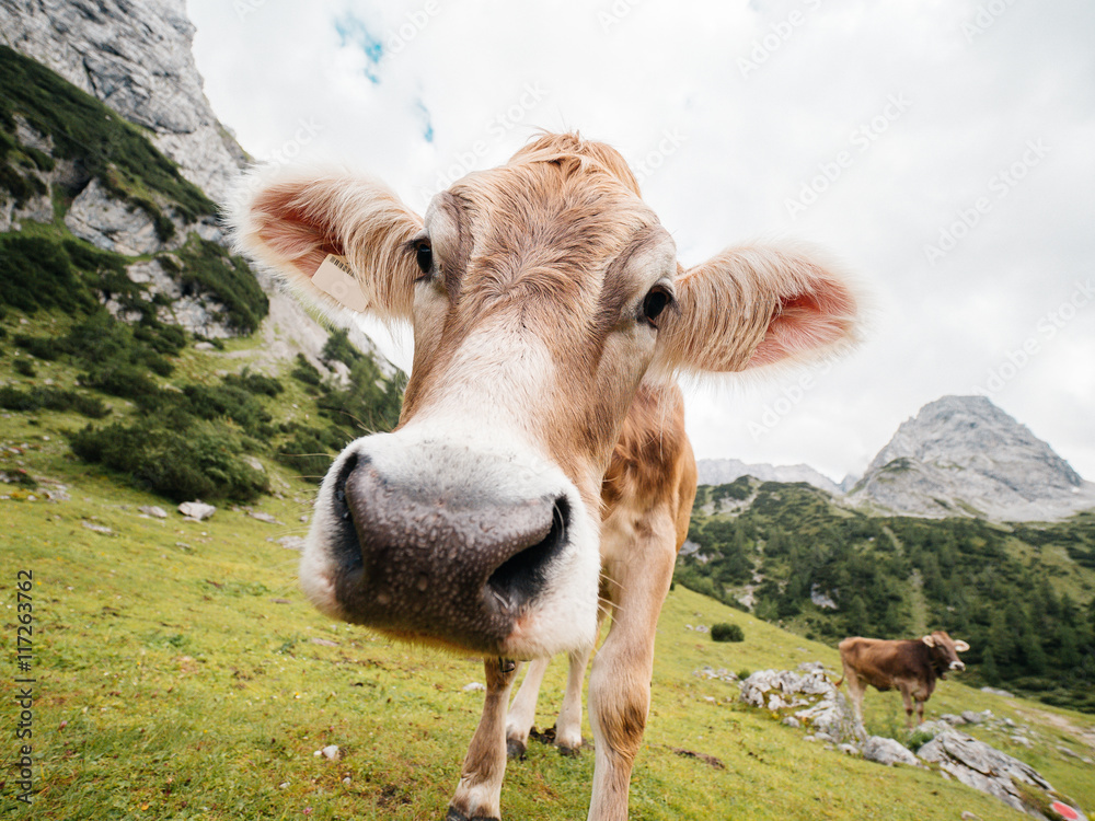 Neugierige Kuh auf Alm im Gebirge mit grüner Wiese und Bergen und anderen Kühen im Hintergrund