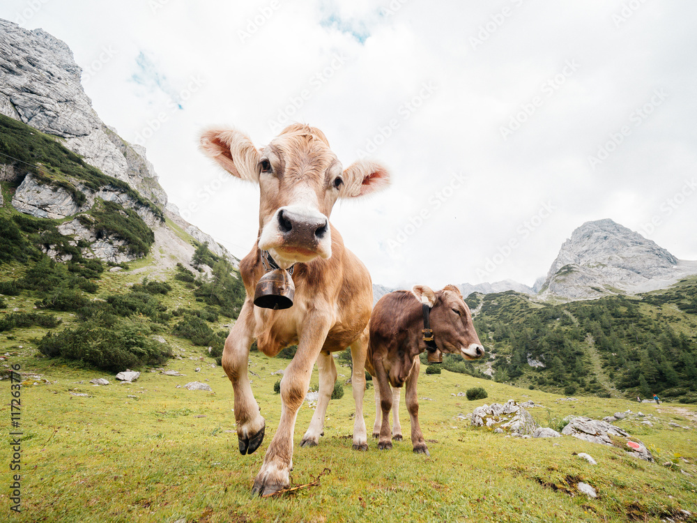 Laufende Kuh mit Glocke auf Alm und grüner Wiese im Gebirge mit Bergen im Hintergrund