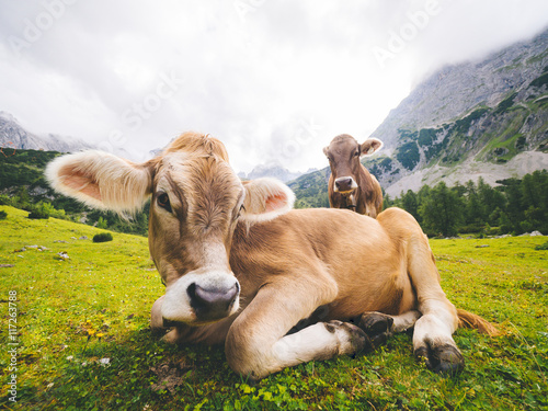 Niedliche Kuh liegend auf grüner Wiese auf Alm im Gebirge photo