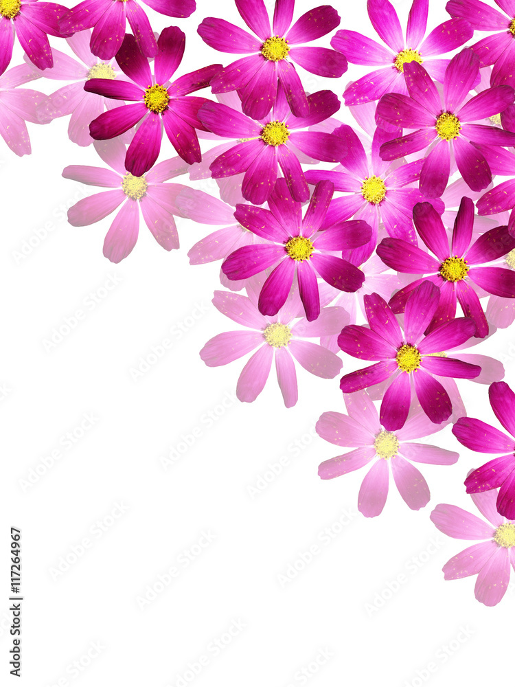 Beautiful summer background of delicate purple flowers kosmeya 