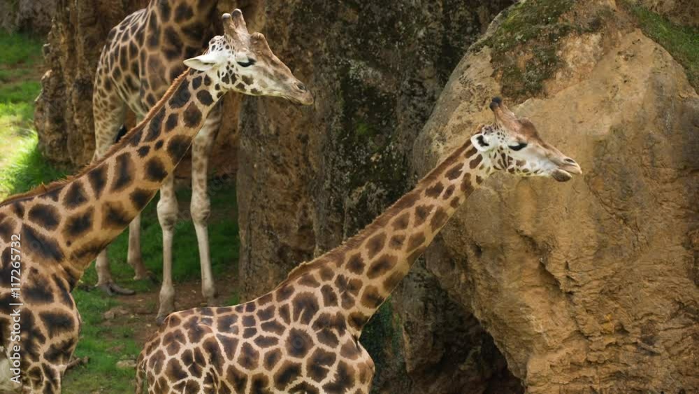 amazing african giraffe in a park amazing african giraffe in a park