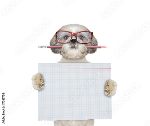 Cute dog studend at school holding piece of paper photo