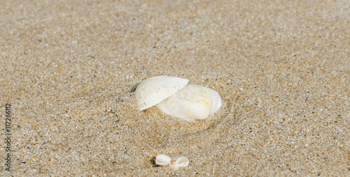 Many type of sea shells on the beach sand, Black Sea shore, text