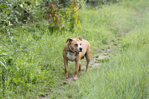 Female senior American Staffordshire Terrier in nature