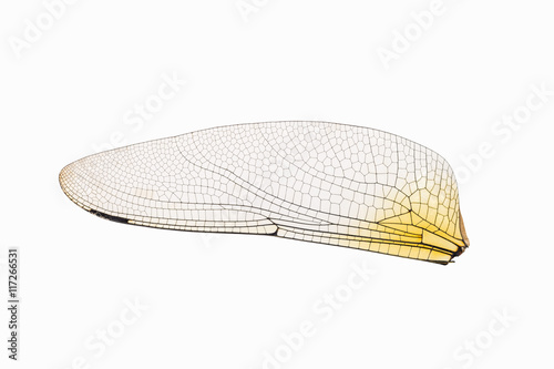 dragonfly transparent wing