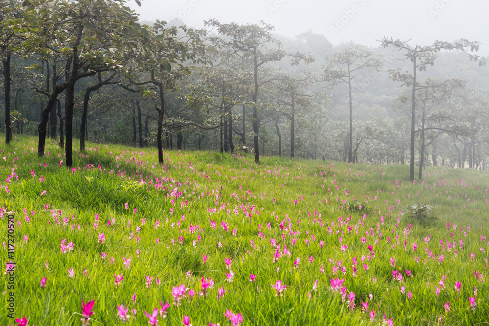 Obraz premium Wild siam tulips blooming field