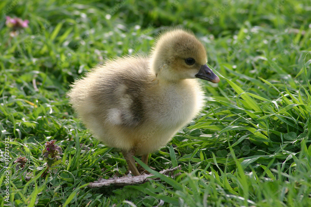 Obraz premium little duckling on green grass