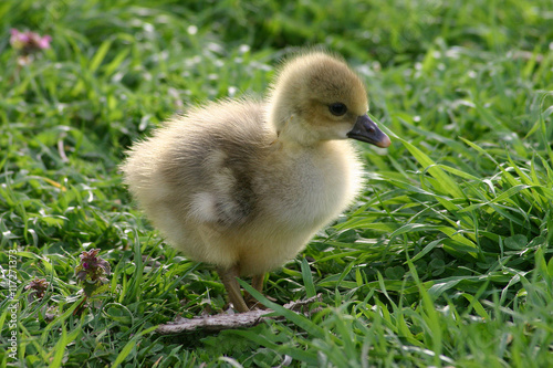 little duckling on green grass
