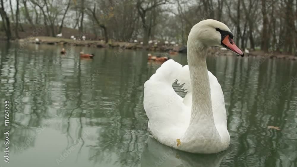 White Swan Inspects Surroundings and Float Away on a Background of Coast Covered With Ducks Close-Up White Swan Inspects Surroundings and Float Away on a Background of Coast Covered With Ducks Close-Up