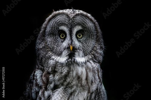 Great grey owl © lues01