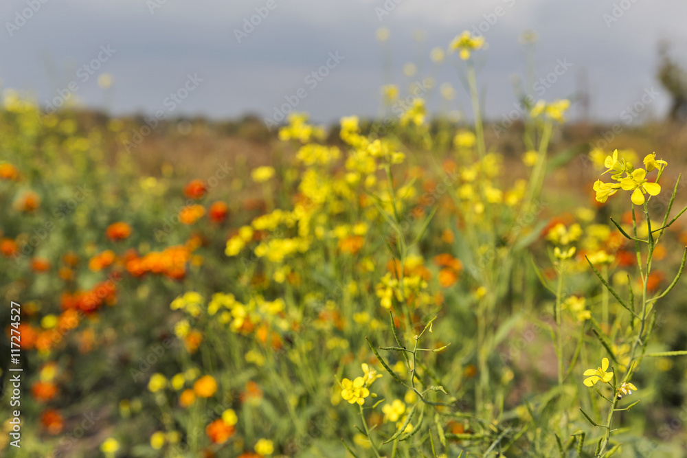 Beautiful wild field flowers background