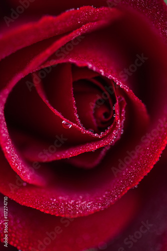 close up macro shot of a wet red rose